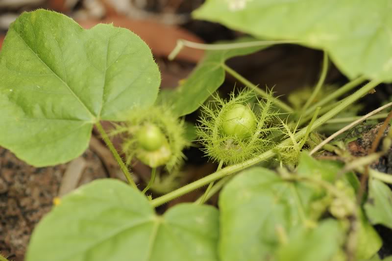 Image of Passiflora foetida specimen.
