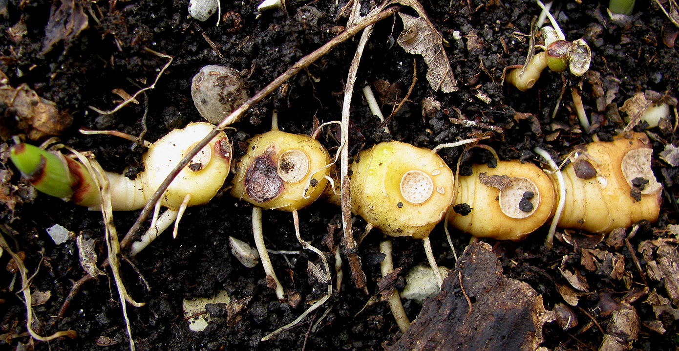 Изображение особи Polygonatum glaberrimum.