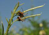 Sophora flavescens