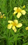 Hypericum ascyron