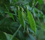 Vicia dumetorum