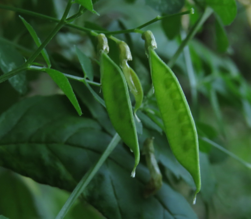 Image of Vicia dumetorum specimen.