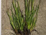 Tragopogon filifolius