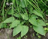 Hosta plantaginea