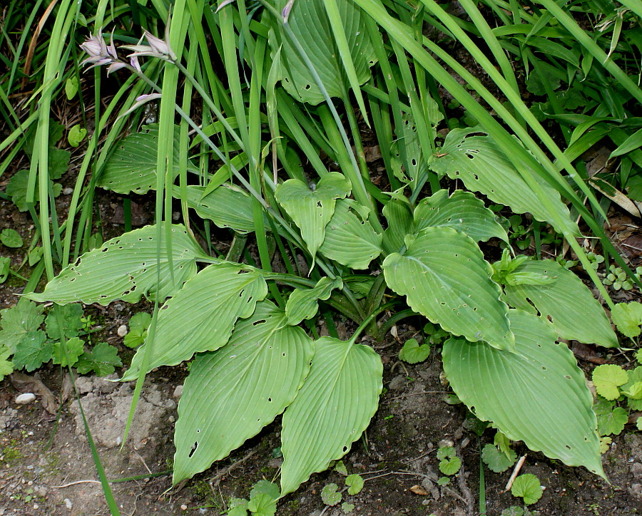 Изображение особи Hosta plantaginea.