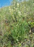 Oxytropis hippolyti