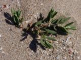 Polygonum maritimum. Цветущее молодое растение. Украина, Запорожская обл., Бердянский р-н, г. Бердянск, Бердянская коса, прибрежная зона. 01.08.2014.