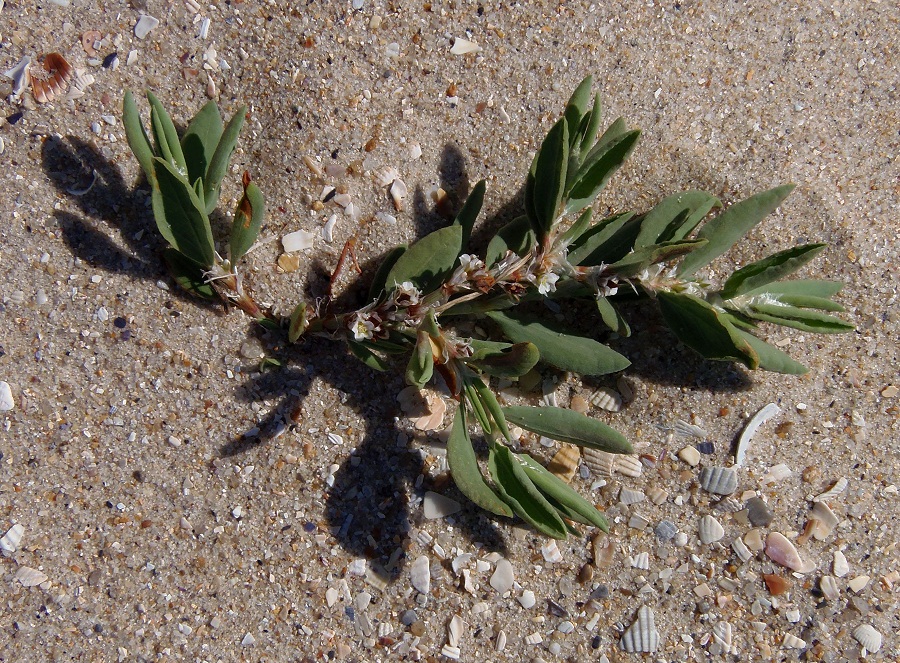 Image of Polygonum maritimum specimen.