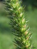 Amaranthus powellii