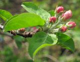Malus domestica