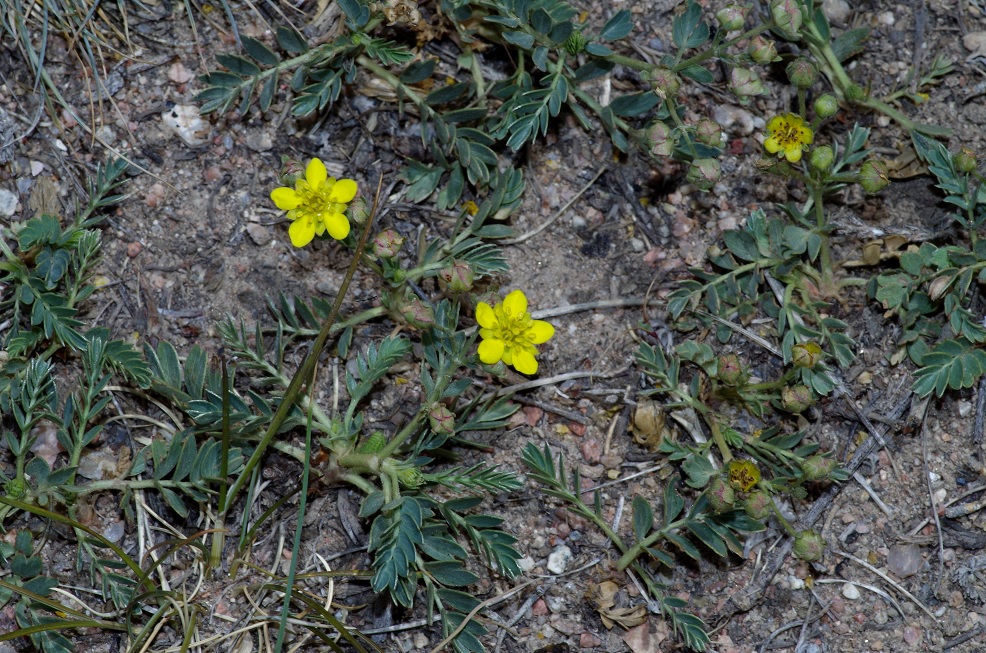 Изображение особи Potentilla orientalis.