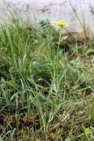 Tragopogon graminifolius