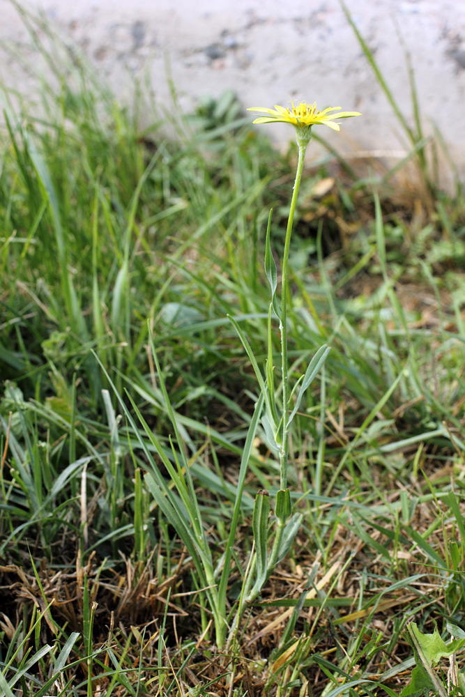 Изображение особи Tragopogon graminifolius.