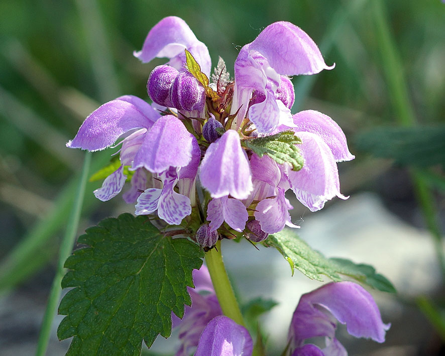 Изображение особи Lamium maculatum.