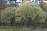 Salix fragilis var. sphaerica