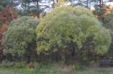 Salix fragilis variety sphaerica