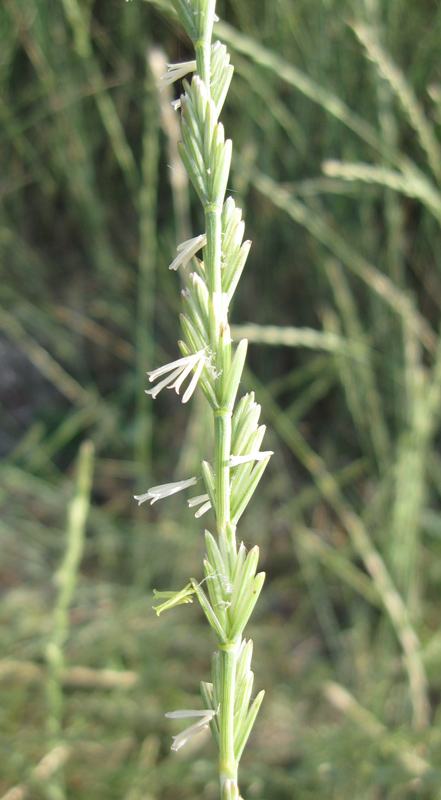 Изображение особи Elytrigia obtusiflora.