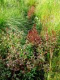 Epilobium hornemannii