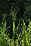 Glyceria maxima