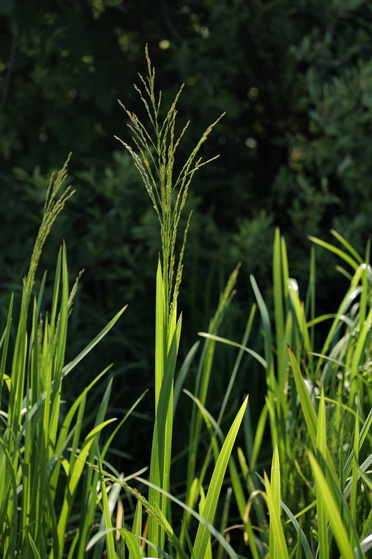 Image of Glyceria maxima specimen.