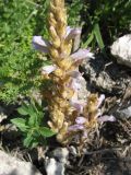 genus Phelipanche