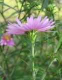 Symphyotrichum &times; versicolor