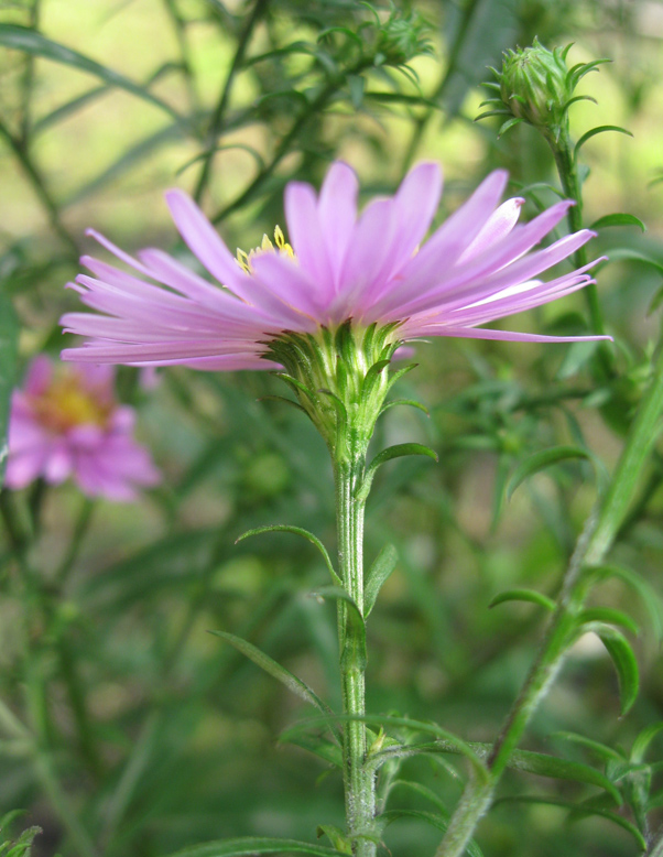 Image of Symphyotrichum &times; versicolor specimen.