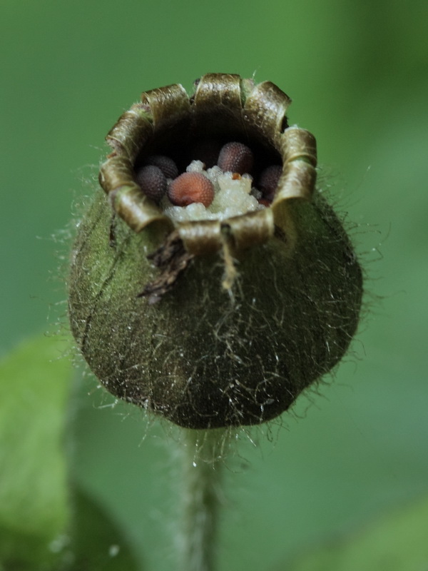 Изображение особи Melandrium dioicum.