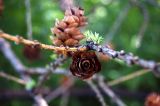 Larix sibirica. Ветвь с шишками. Алтайский край, Краснощековский р-н, с.Тигирек. 6 июня 2008 г.