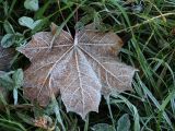 Acer platanoides