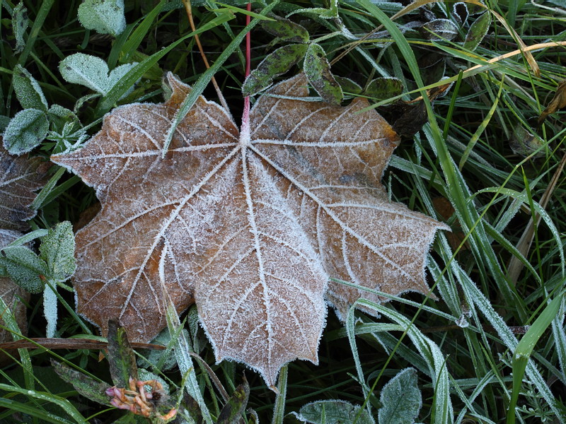 Image of Acer platanoides specimen.