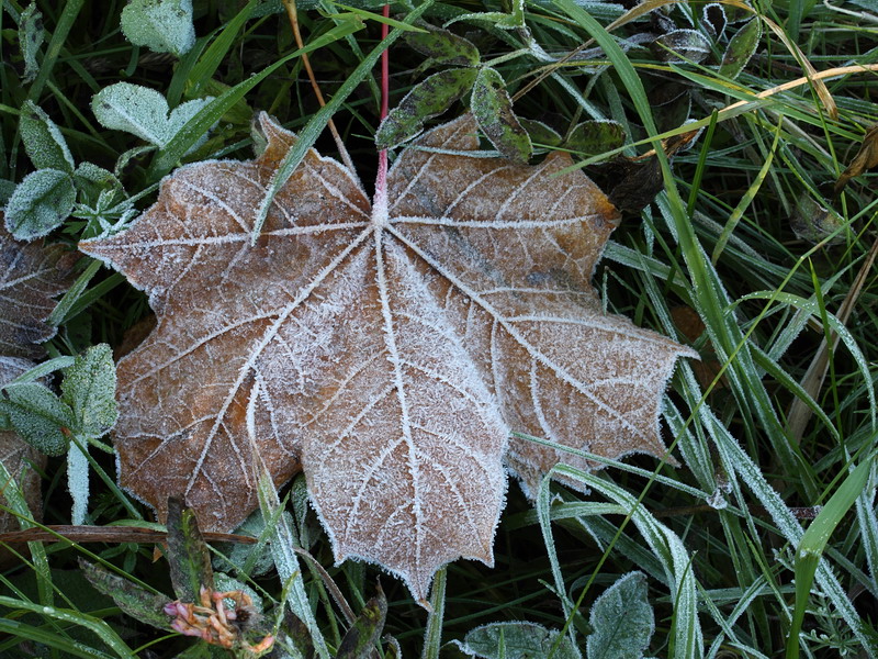 Изображение особи Acer platanoides.