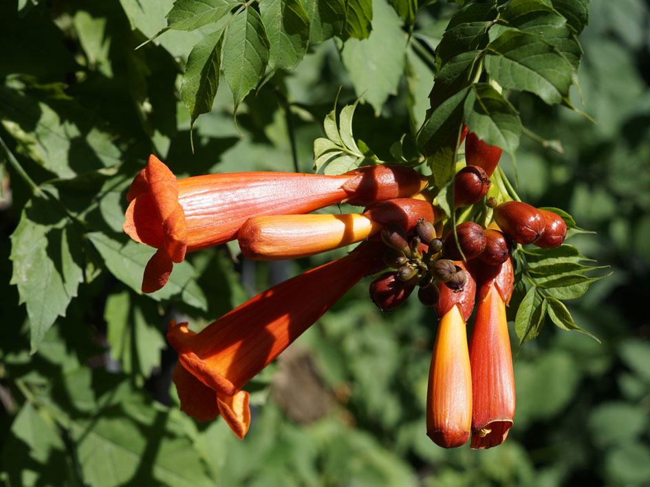 Image of Campsis radicans specimen.