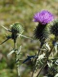 Cirsium vulgare. Верхушки побегов с соцветиями. Кыргызстан, Чуйская обл., с. Восток, берег водоема. 11.09.2015.