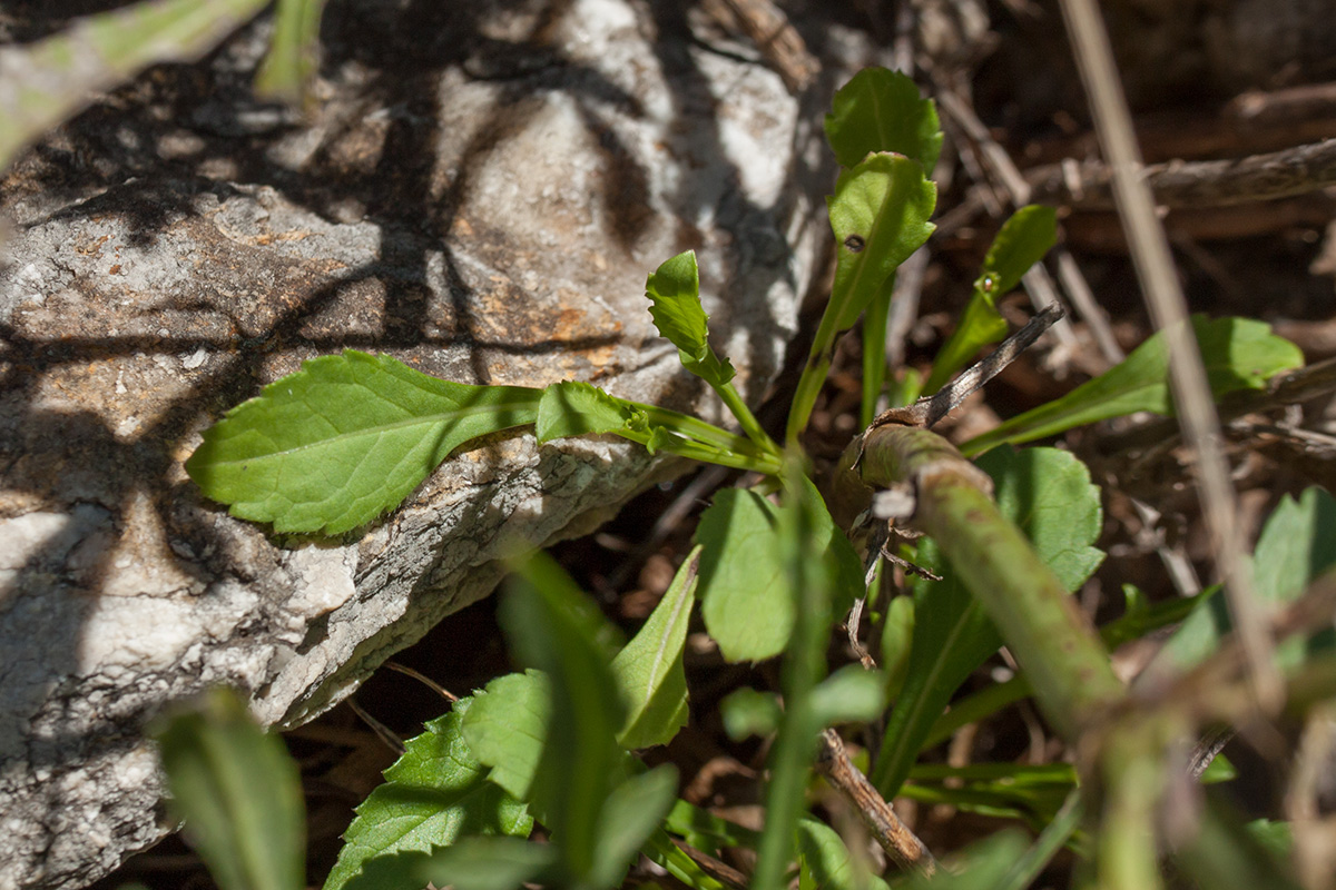 Изображение особи Cephalaria leucantha.