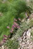 Astragalus schrenkianus. Цветущее растение. Южный Казахстан, горы Алатау (Даубаба), Западное ущелье. 15.05.2014.