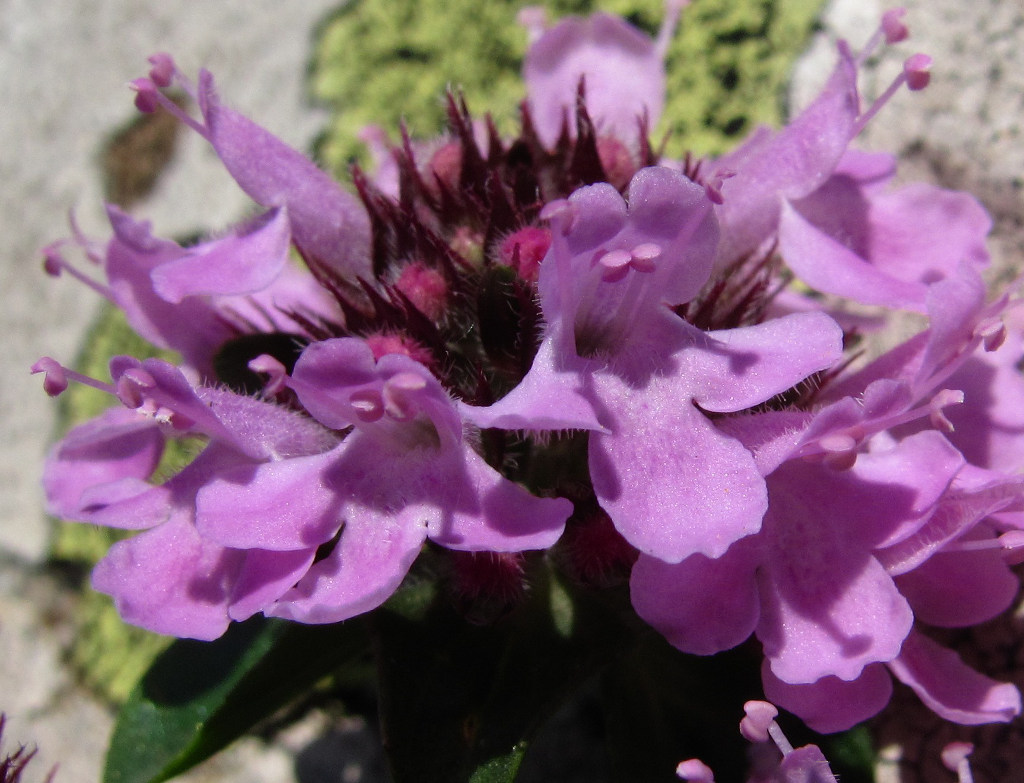 Image of Thymus nummularius specimen.