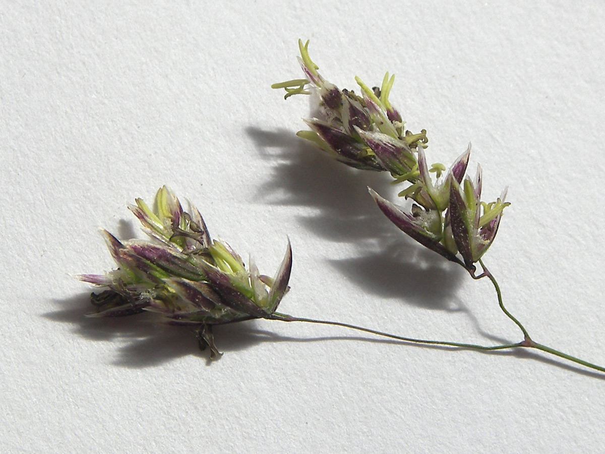 Image of Hyalopoa pontica specimen.