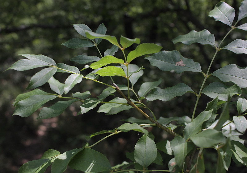 Изображение особи Fraxinus ornus.