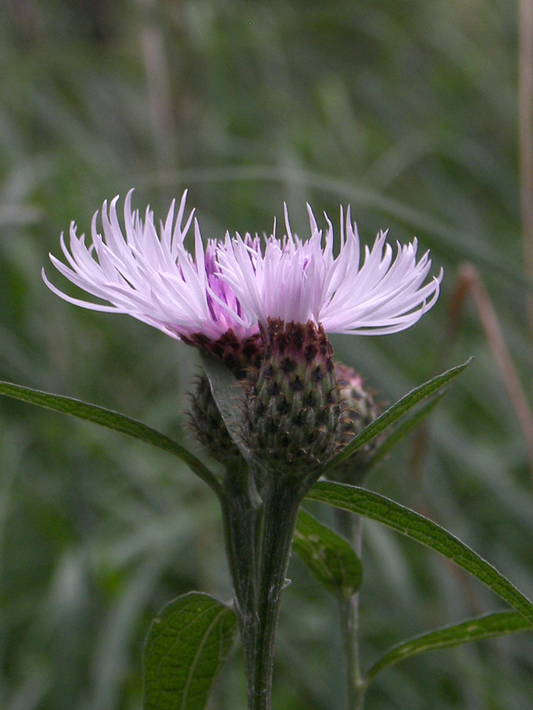 Image of Centaurea salicifolia specimen.