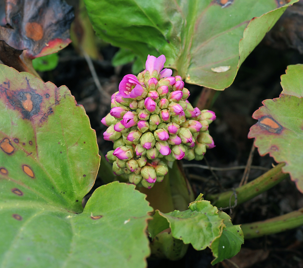 Image of Bergenia crassifolia specimen.