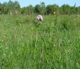 Valeriana alternifolia. Цветущее растение на лугу. Иркутская обл., Иркутский р-н, окр. пос. Боково. 05.06.2014.