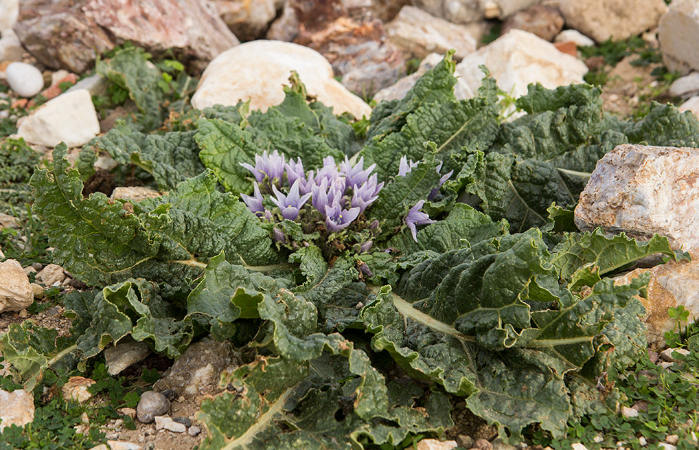 Image of Mandragora autumnalis specimen.