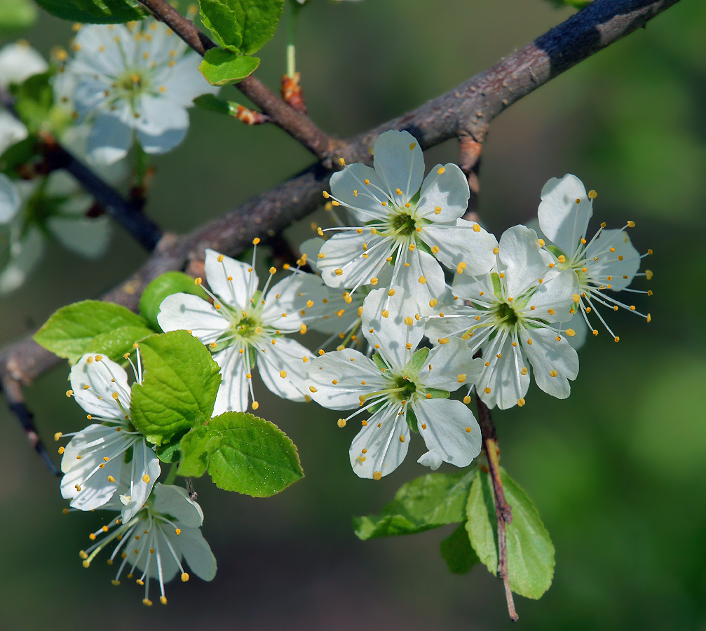 Image of Prunus spinosa specimen.