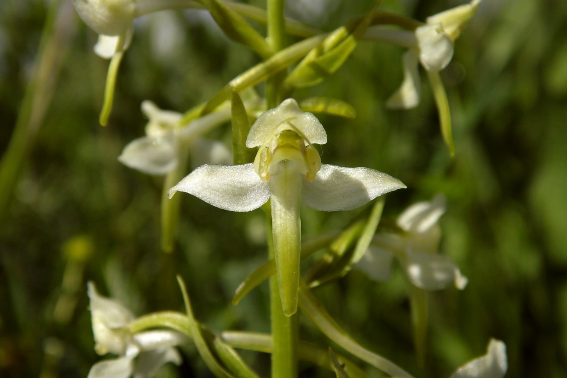 Изображение особи Platanthera chlorantha.