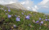 Campanula biebersteiniana