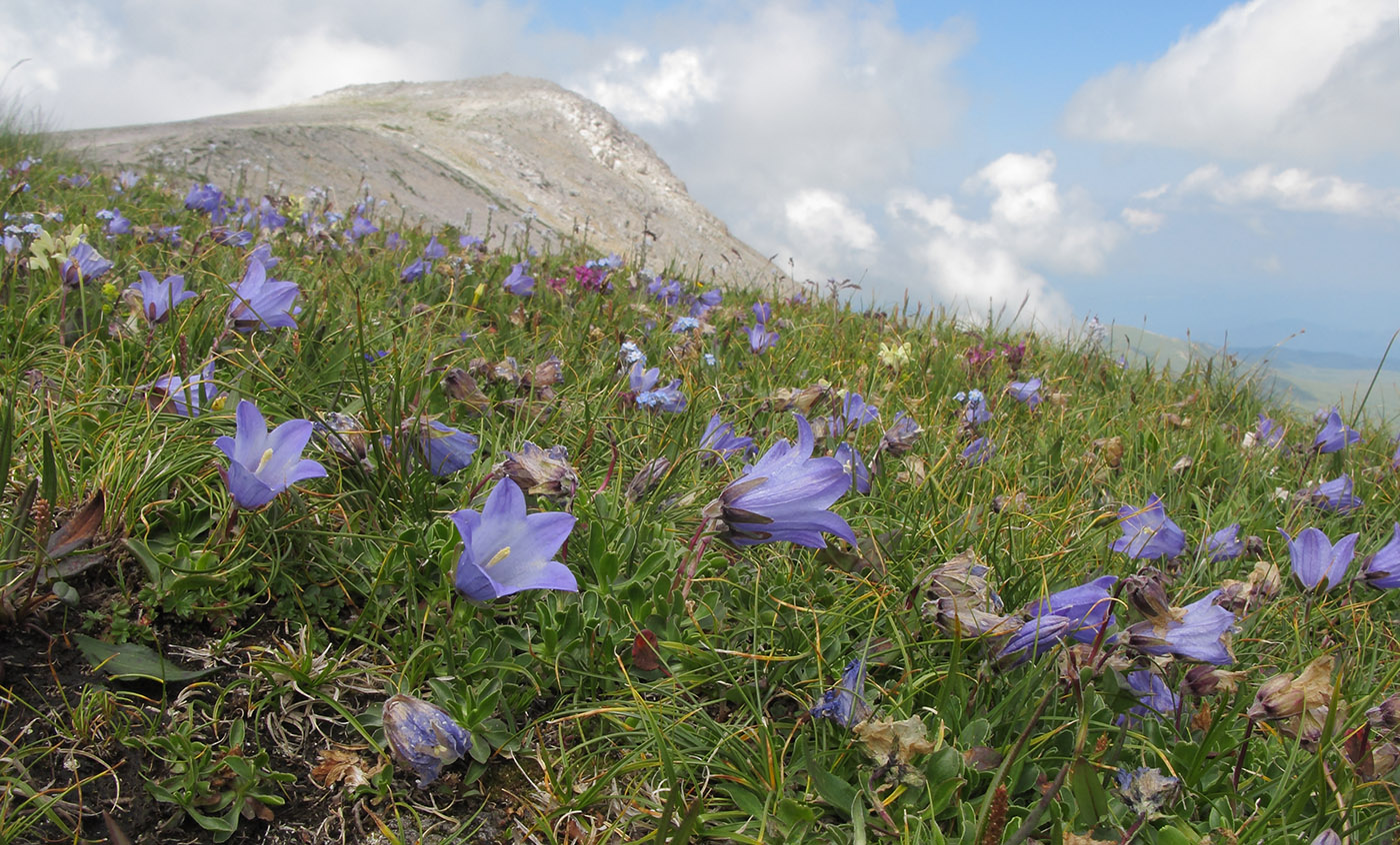 Изображение особи Campanula biebersteiniana.