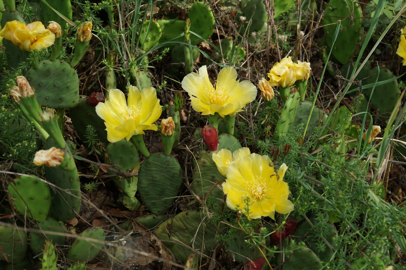 Image of Opuntia humifusa specimen.