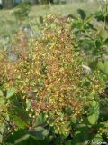 Cotinus coggygria