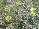 Astragalus ellipsoideus